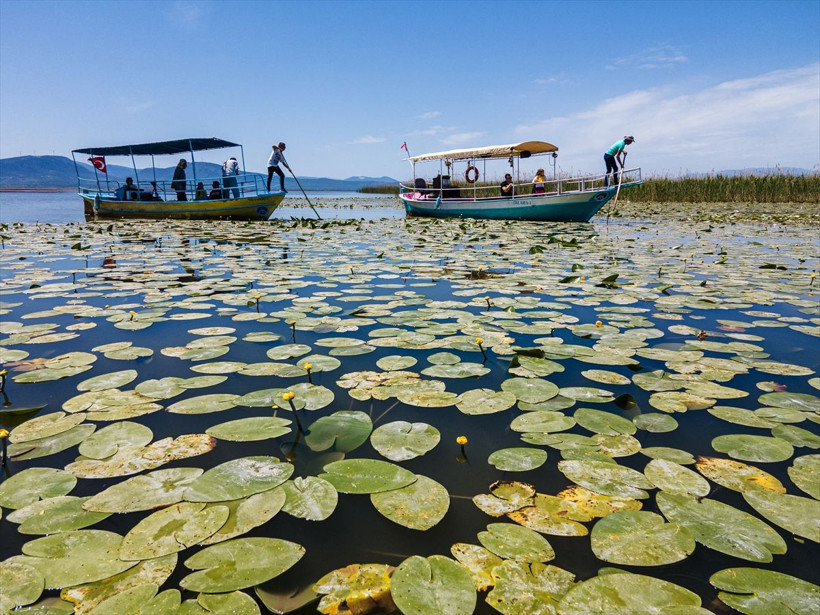 Beyşehir Gölü'ndeki ''nilüfer bahçesi'' çiçek açtı - Resim: 3