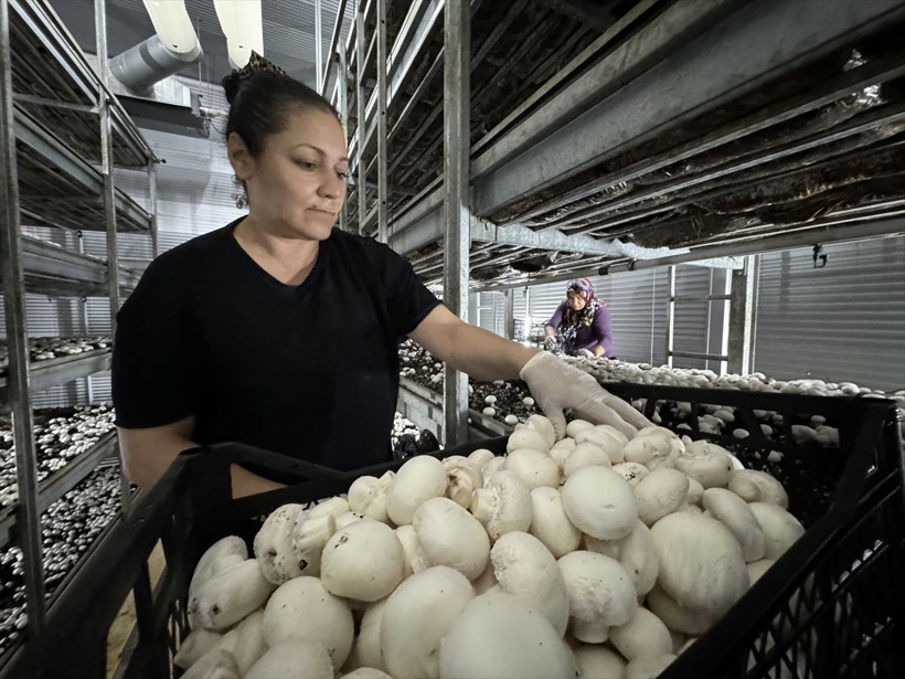 Memurluğu bıraktı, devlet desteğiyle bu tesisi kurdu! Ayda 15 ton ürün satıyor - Resim: 2