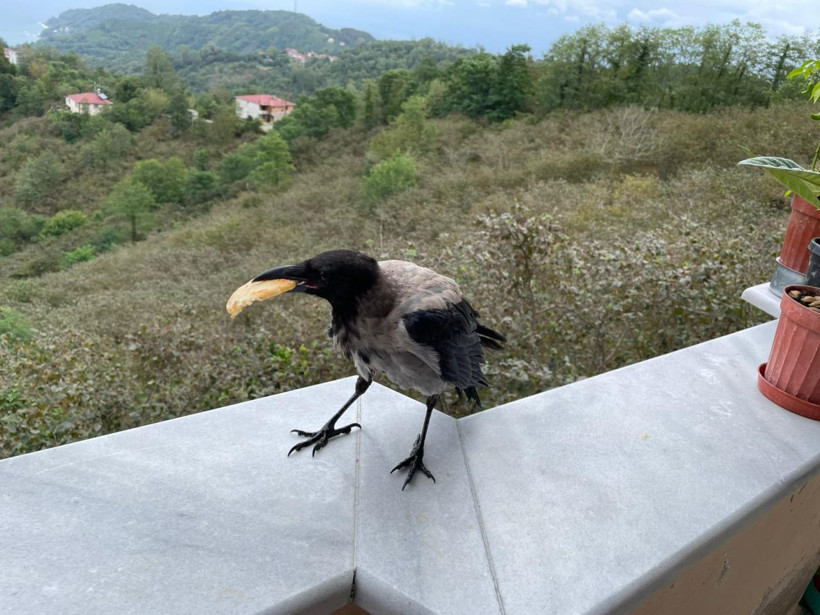 Ordu'da karga ile dost olan fındık üreticisi akıllara Yaren Leylek ile Adem Amca'yı getirdi... - Resim: 2