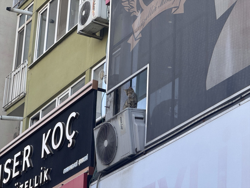 Kediyi kurtarmak isterken feci şekilde can verdi - Resim: 3