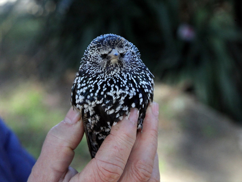 Sığırcık kuşlarının esrarengiz ölümü! Hastane bahçesi onlarla doldu - Resim: 2