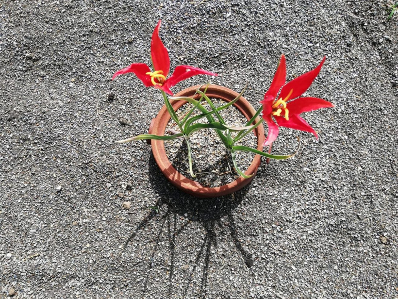 Hasret sona erdi yitik lale sılaya geri döndü - Resim: 1