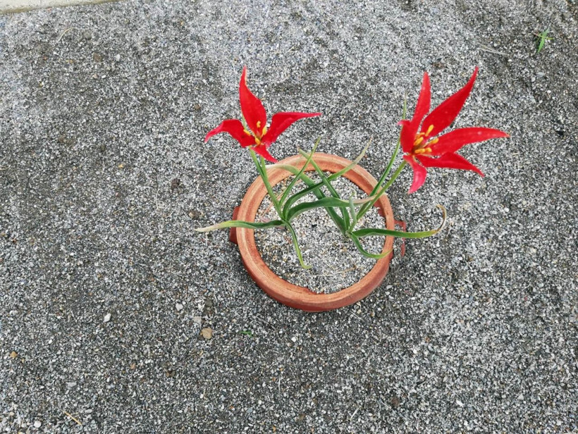 Hasret sona erdi yitik lale sılaya geri döndü - Resim: 2