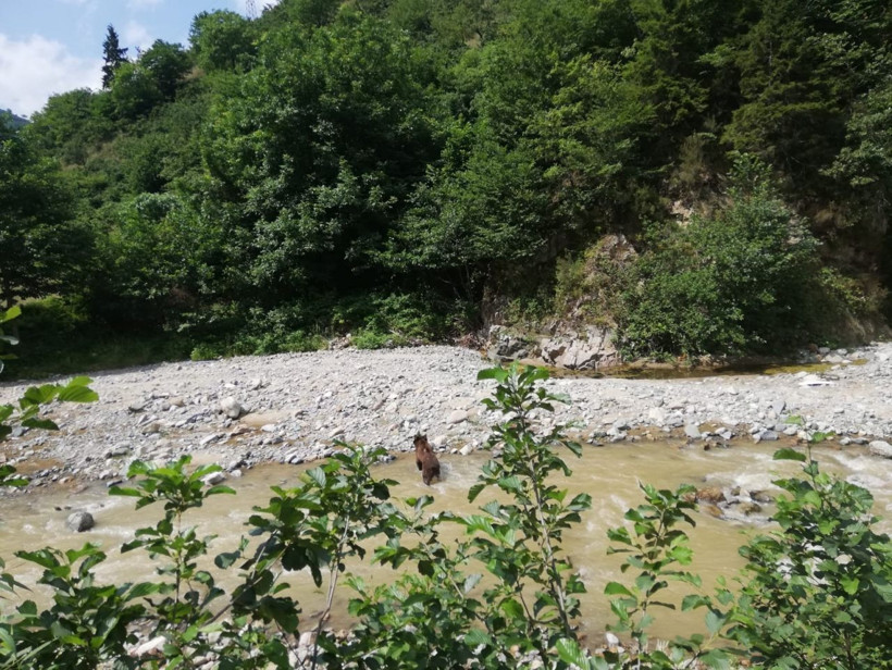 Giresun'da dere kenarına inen ayının bu kez cansız bedeni bulundu - Resim: 3
