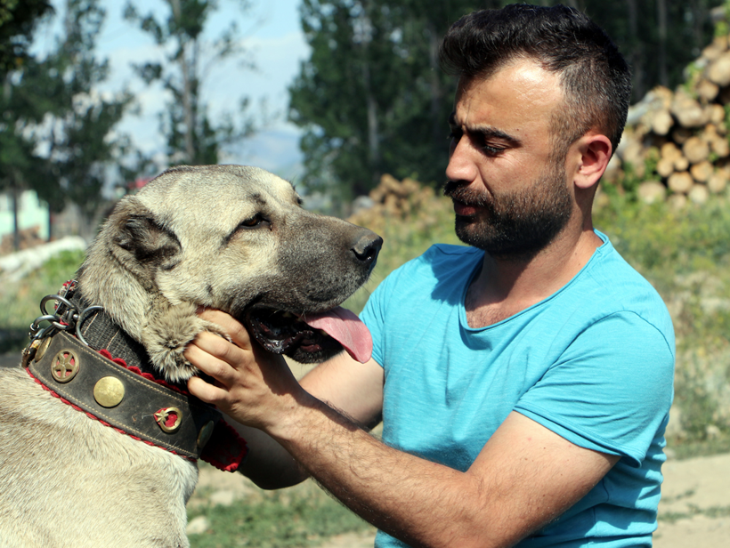 Köpeğin yavruları daha doğmadan satılığa çıktı! Bir köpeğe 20 bin liralık teklif yapan bile var - Resim: 2