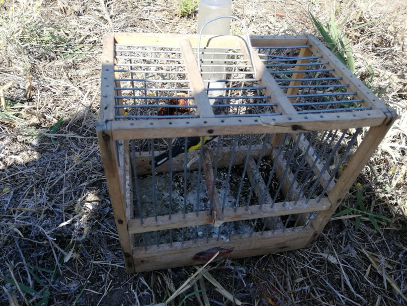 Saka kuşu yakalama cezası 81 bin 795 lira! Yakalananlar da Suriyeli - Resim: 1