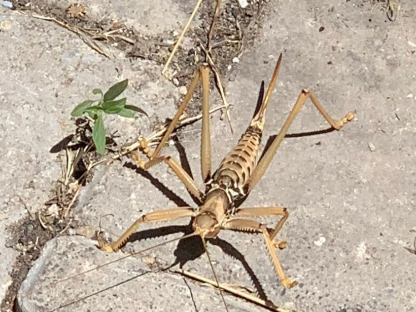 Tunceli’de etçil dev çekirge "Çağaboğan" görüntülendi - Resim: 4