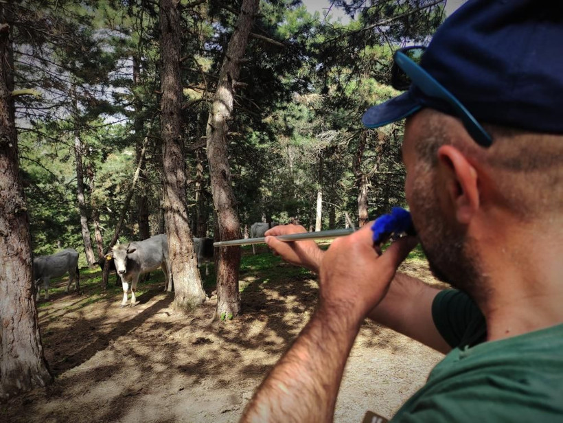 Dağda kurbanlık dana avı başladı! Tuz dökerek tuzağa çekiyorlar sonra gelsin paralar - Resim: 2