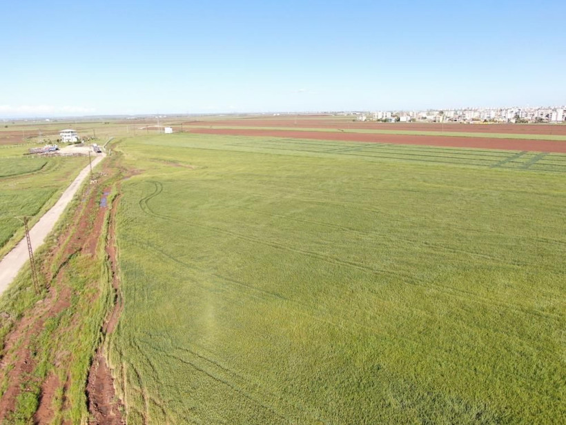 Küpten çıkan 7 binlik tohumu ekti  telefonu susmuyor! 2 metre 20 santim boyunda - Resim: 2