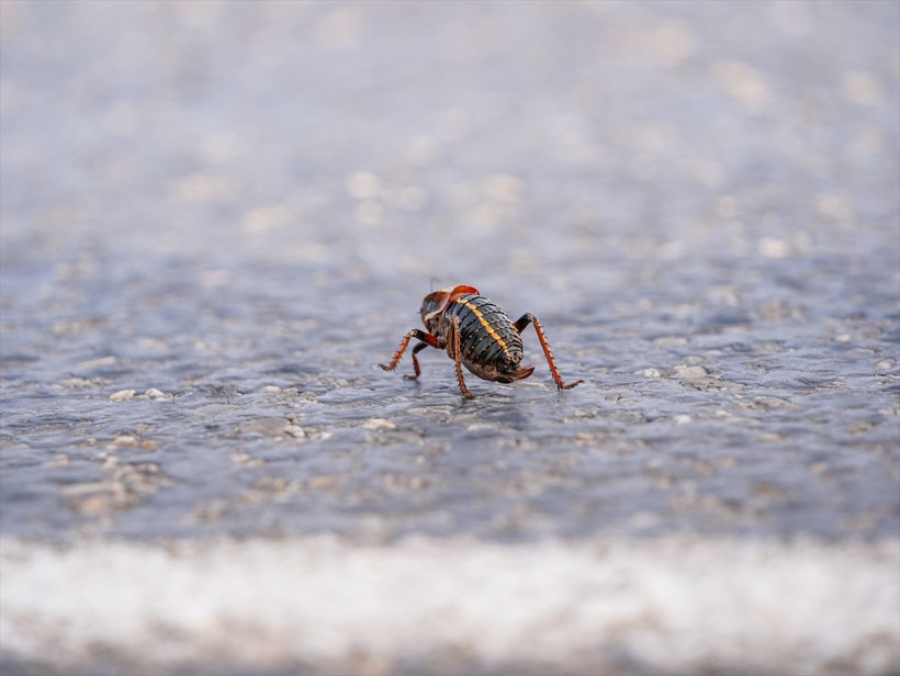 Şırnak'ta görüntülenen "yamyam tombul çekirge" incelemeye alındı - Resim: 2