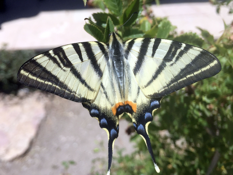 Eşine nadir rastlanıyorken Sivas'ta görüldü! Çevredekiler bir anda telefona sarıldı - Resim: 3