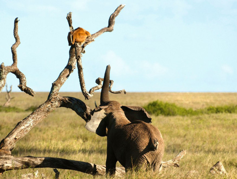 Aslan korkudan ağaca çıktı! - Resim: 3