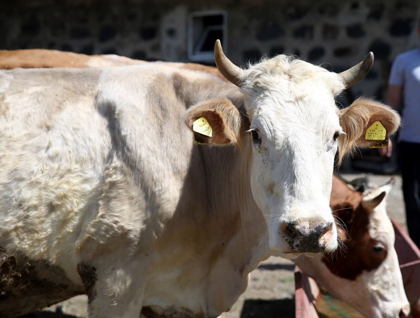 Zor günleri atlattı! Erzurum'da devlet desteğiyle kendi işinin patronu oldu - Resim: 4