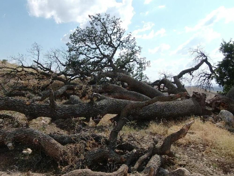 Kayseri'de '7 kardeş' ağacına kimse dokunamıyor köylünün inandığı rivayet şaşırttı - Resim: 2