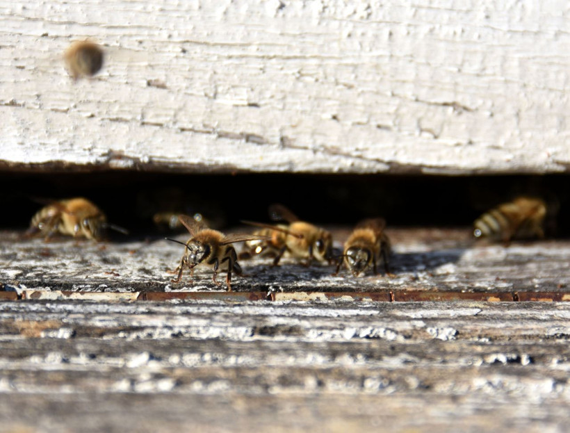 Dünyanın hiçbir yerinde yok! Siyah mucize balın sırrı ortaya çıktı - Resim: 3