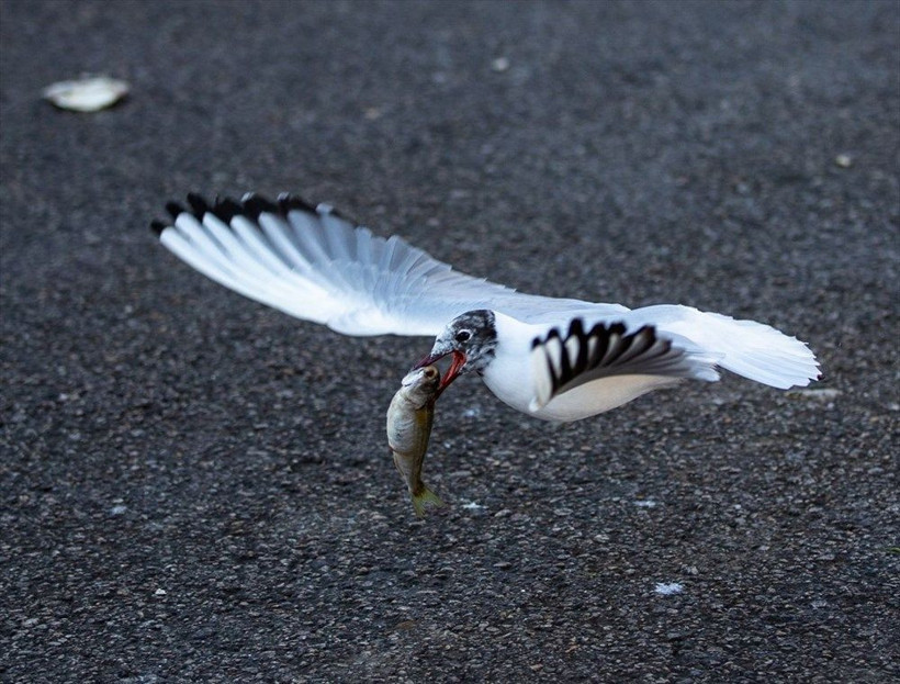 Ankara'da deniz bile yok bu nasıl olur! Martılar kenti istila etti - Resim: 4
