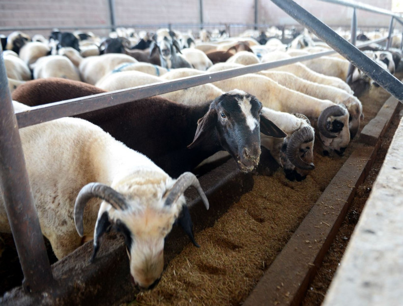 Kurban Bayramı öncesi flaş 'koyu renkli kurbanlık' uyarısı - Resim: 3