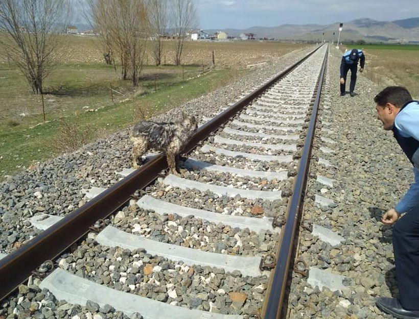 Antalya'dan sonra şimdi de Afyon'da görüldü! Hemen zabıtaya haber verdiler - Resim: 2