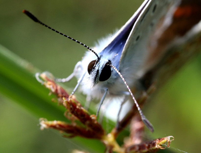 Yeşilırmak Deltası'nda renkli yaşam - Resim: 3