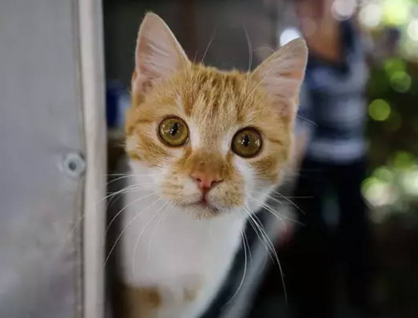 Kanser tedavisinde çığır açacak yöntem! Kediler ile bakın ne yapılıyor... - Resim: 2