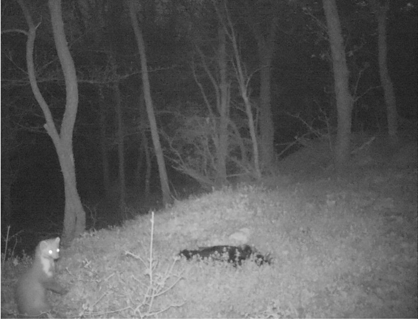 Tekirdağ'da yaban hayatı fotokapana yansıdı - Resim: 4