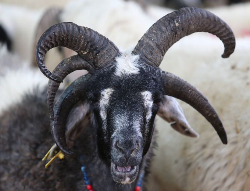 Kurbanlık almaya gidenler gözlerine inanamadı tam beş boynuzu bulunuyor - Resim: 1