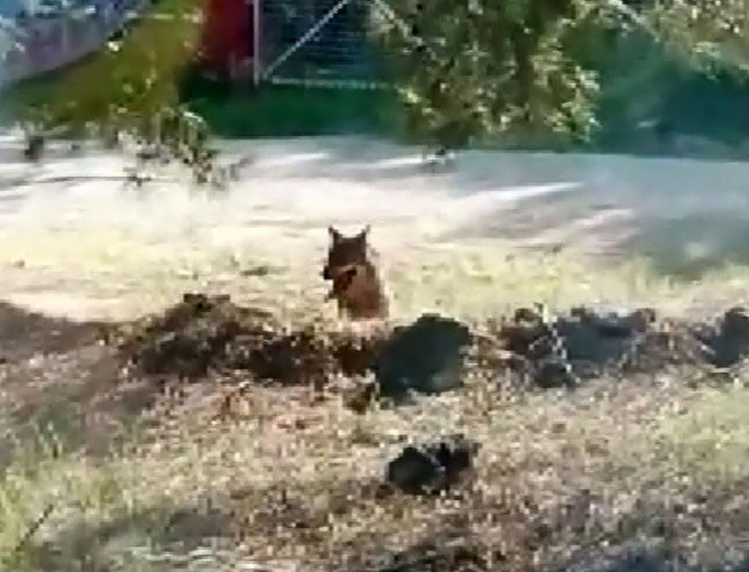 Antalya'dan sonra şimdi de Afyon'da görüldü! Hemen zabıtaya haber verdiler - Resim: 3