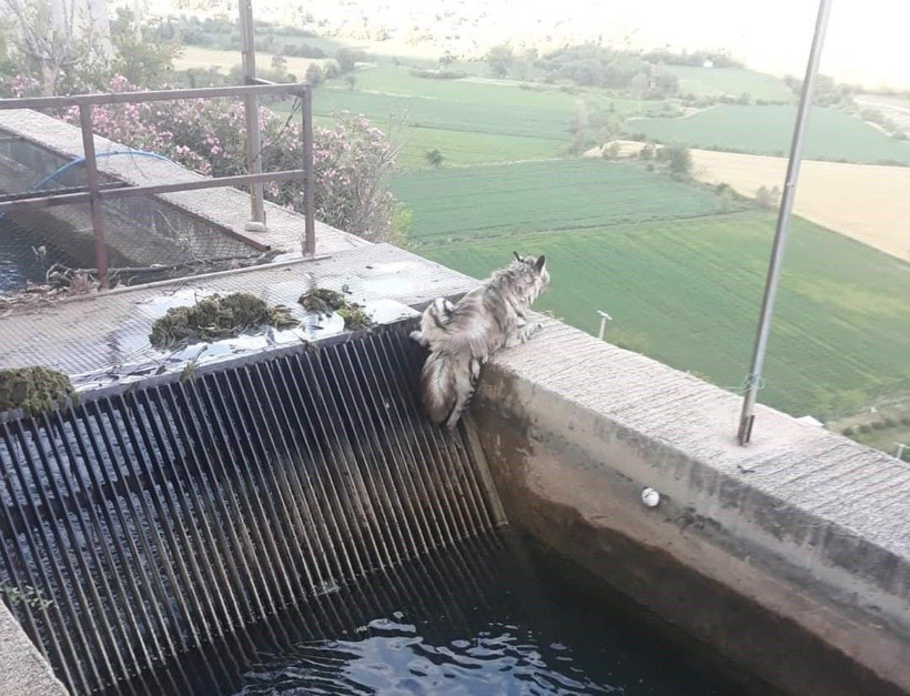 Bekçi fark edince hemen telefona sarıldı: 43 yıl sonra ilk kez görüntülendi! Çizgili sırtlan kamerada... - Resim: 3