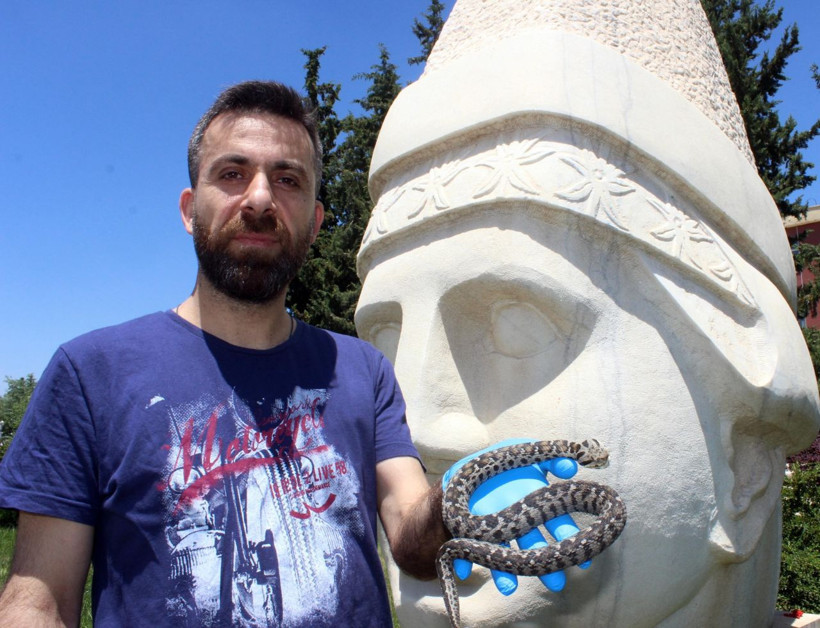 Nesli tehlikedeydi! Beyazbantlı dağ engereği Nemrut'ta ortaya çıktı - Resim: 2