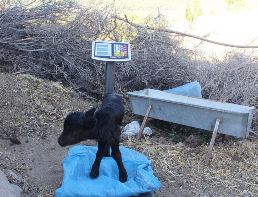 İzmir'de doğan 'Kömür' isimli cüce buzağı görenleri şaşırtıyor! - Resim: 4