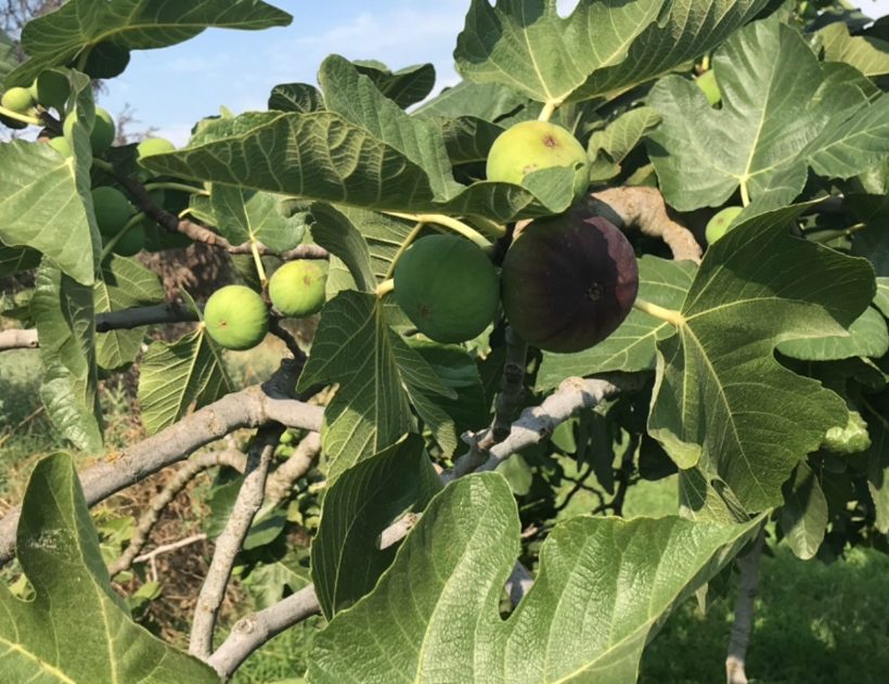 Aydın'dan tüm dünyaya ihraç ediliyor! İngiltere Kraliyet ailesinin gözdesi olmayı başardı - Resim: 1