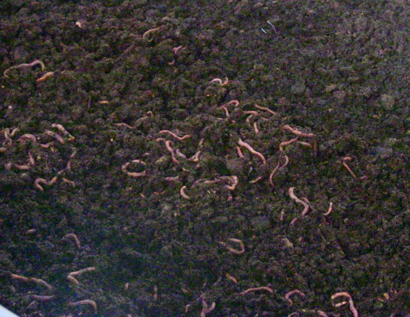 İşe başlarken dalga geçmişlerdi! Şimdi 2 ton üretiyor taleplere yetişemiyor - Resim: 4