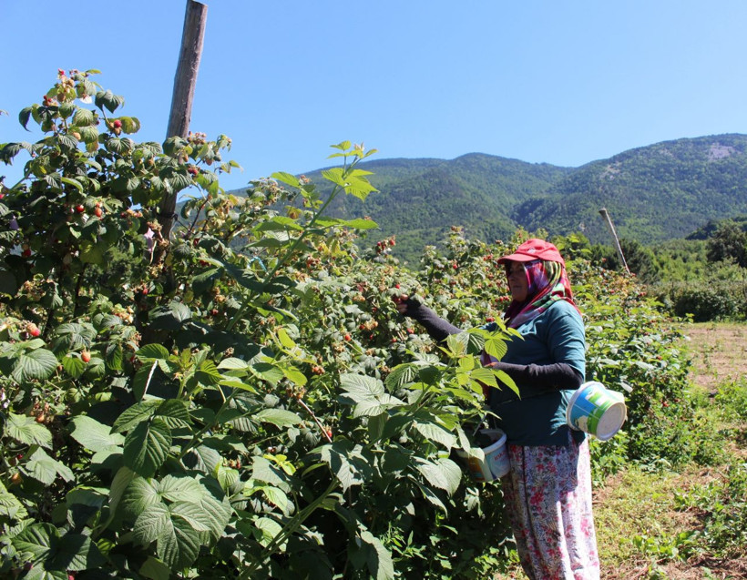 Yüzde doksanı Bursa'da yetişiyor! Fiyatı yüzde yüz arttı - Resim: 4