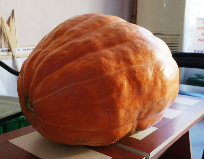 Dev bal kabağı Sarıgöl'de yetişiyor! Tam 60 kilogram geliyor - Resim: 4