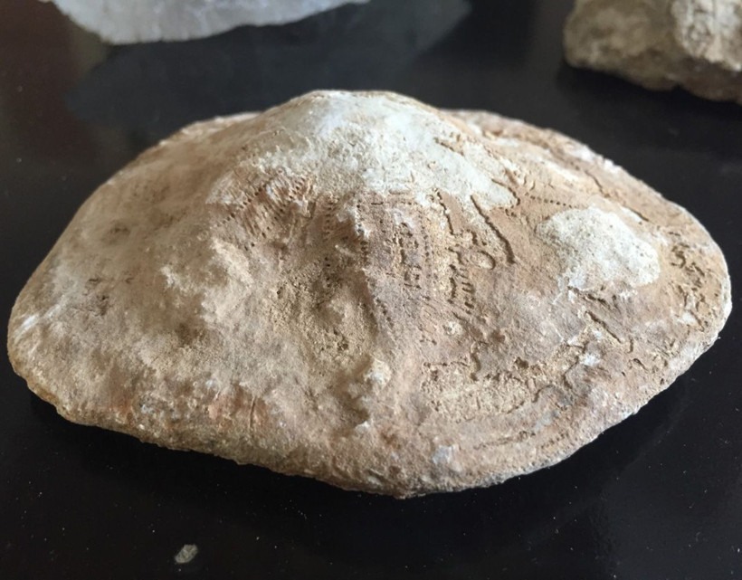 Kahramanmaraş'ta 35 milyon yıllık fosil bulundu - Resim: 3