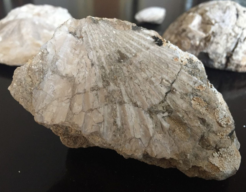 Kahramanmaraş'ta 35 milyon yıllık fosil bulundu - Resim: 4