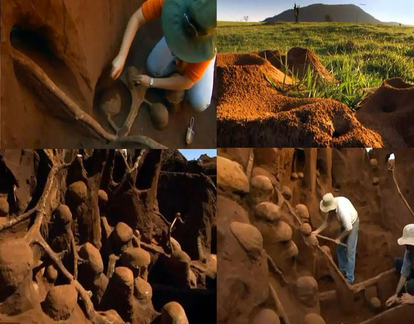 Karınca yuvasının içi görüntülendi otoban bile var! Ağzınız açık kalacak sanki mimar yapmış - Resim: 1