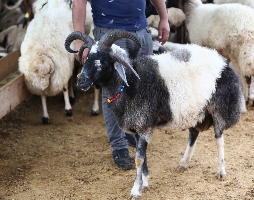 Kurbanlık almaya gidenler gözlerine inanamadı tam beş boynuzu bulunuyor - Resim: 3