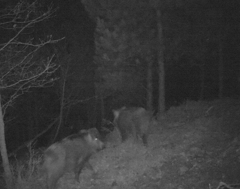 Tekirdağ'da yaban hayatı fotokapana yansıdı - Resim: 3