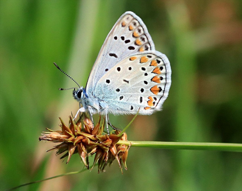 Yeşilırmak Deltası'nda renkli yaşam - Resim: 1