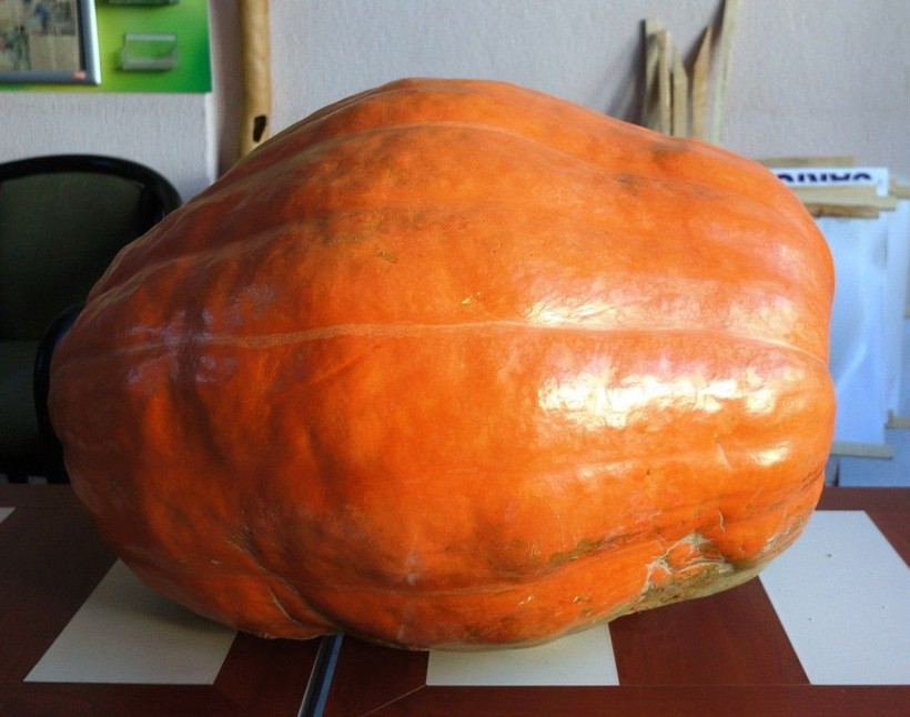 Dev bal kabağı Sarıgöl'de yetişiyor! Tam 60 kilogram geliyor - Resim: 3