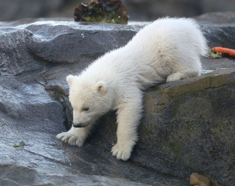 Avusturya'da yavru kutup ayısı ilk defa görüntülendi - Resim: 2
