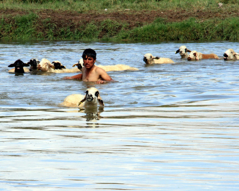 Erzincanlı çobanın çilesi! Yayla dönüşü, hayvanlarını bakın nereden geçiriyor - Resim: 4
