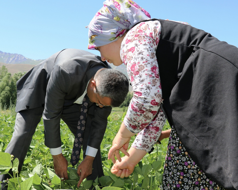 Van Gevaş'ta 15 bin ton üretiliyor! Doğu illerinden bu fasulyeye rağbet çok - Resim: 3