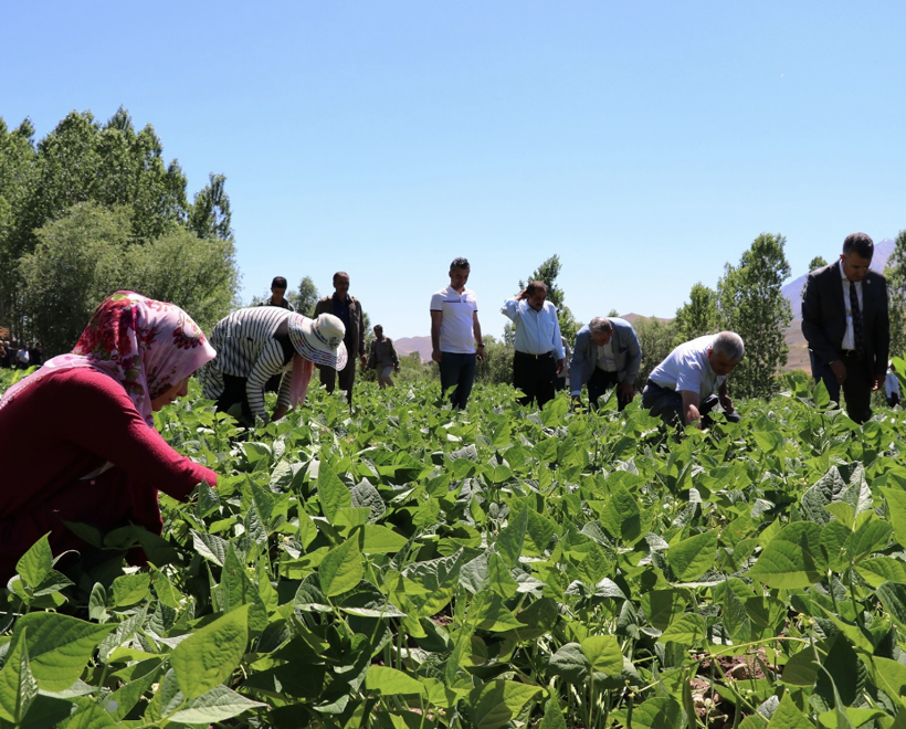 Van Gevaş'ta 15 bin ton üretiliyor! Doğu illerinden bu fasulyeye rağbet çok - Resim: 1