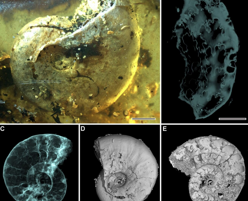 99 milyon yıllık ilk deniz canlısı bulundu! Bilim dünyası böylesini görmedi - Resim: 3