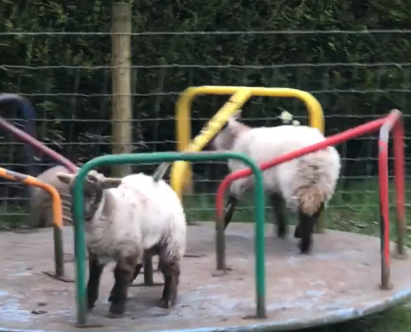 Karantina manzaraları yaban hayvanları şehre indi! - Resim: 3