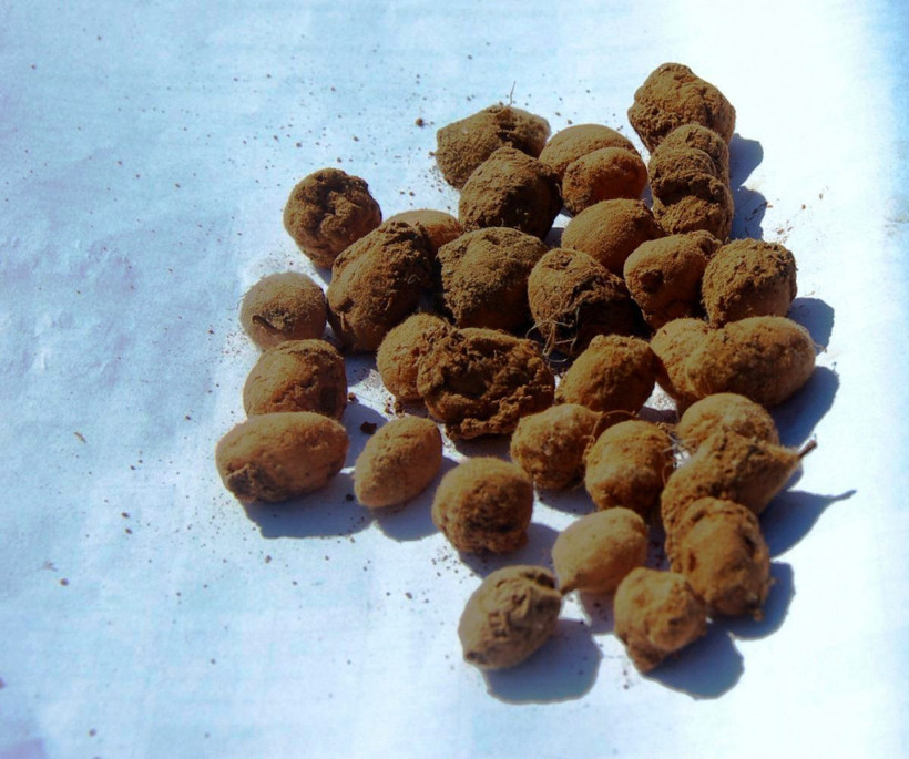 Hasat edilmeden kilosu 50 liradan satıldı - Resim: 3