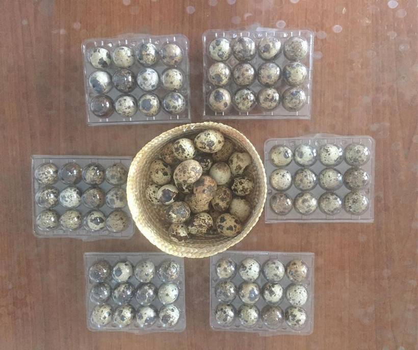 Bıldırcın yumurtasının faydaları saymakla bitmiyor Cinsel güçten... - Resim: 4