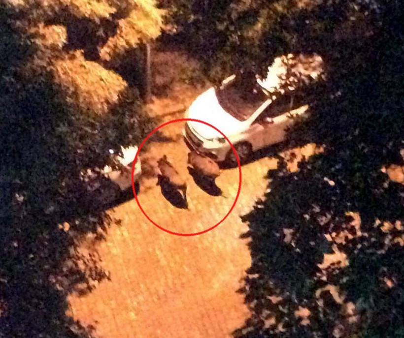 Kuşadası'nda sürü halinde görülmüşlerdi! Nedeni belli oldu - Resim: 3